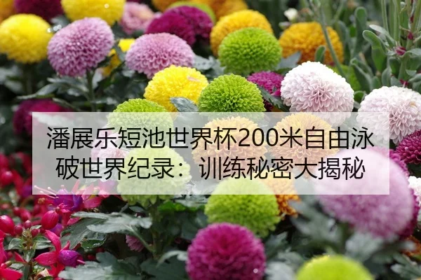 潘展乐短池世界杯200米自由泳破世界纪录：训练秘密大揭秘