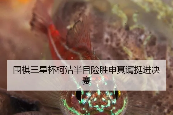 围棋三星杯柯洁半目险胜申真谞挺进决赛
